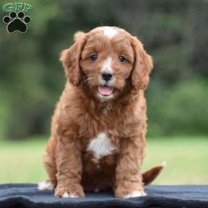 Joey, Cavapoo Puppy